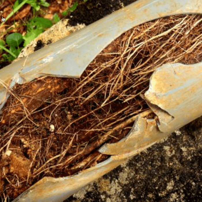 Tree Root Intrusion lead to leaks - Elder & Young Plumbing